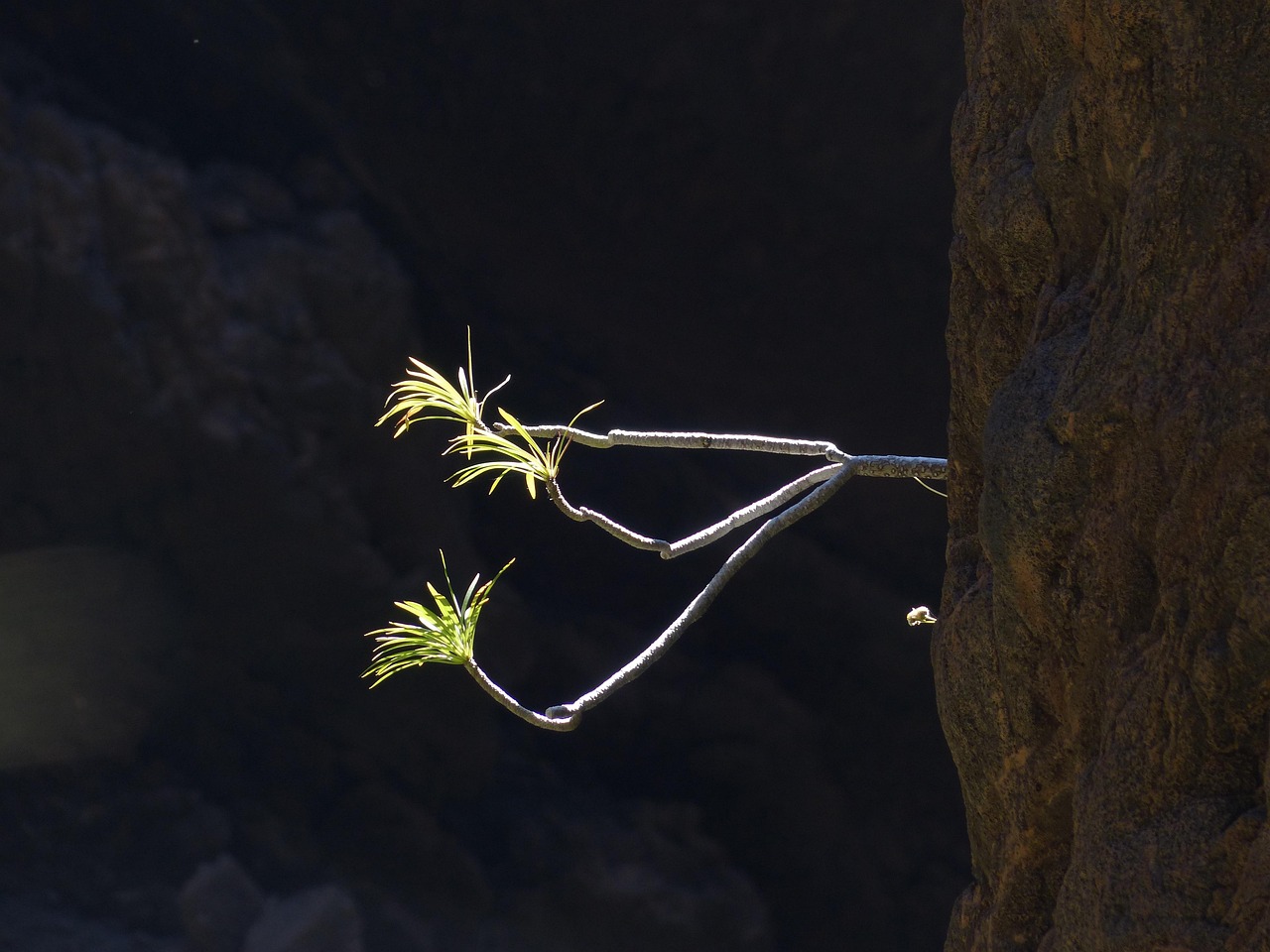 hans-rock-384444_1280